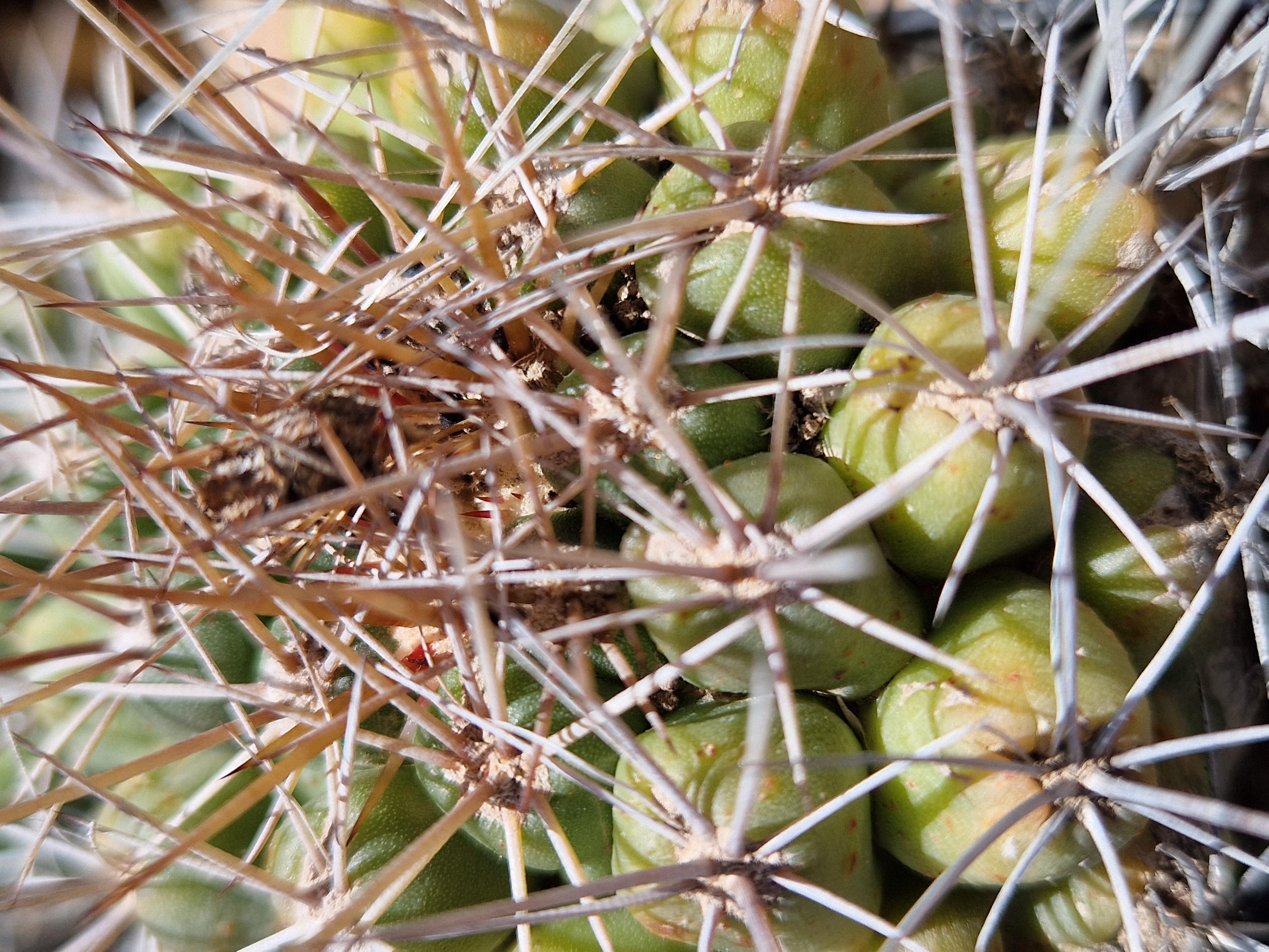 Thelocactus tulensis fma