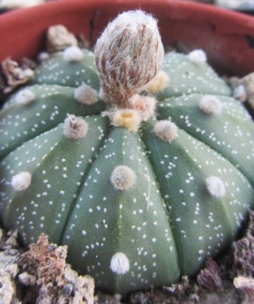 Astrophytum asterias cv