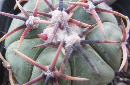 Echinocactus horizonthalonius