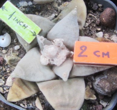 Ariocarpus <br>retusus