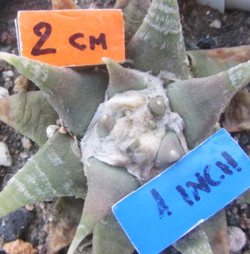 Ariocarpus <br>confusus