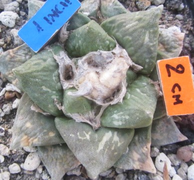 Ariocarpus <br>cv hybrid f3
