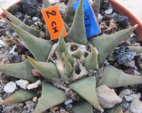 Ariocarpus <br>confusus