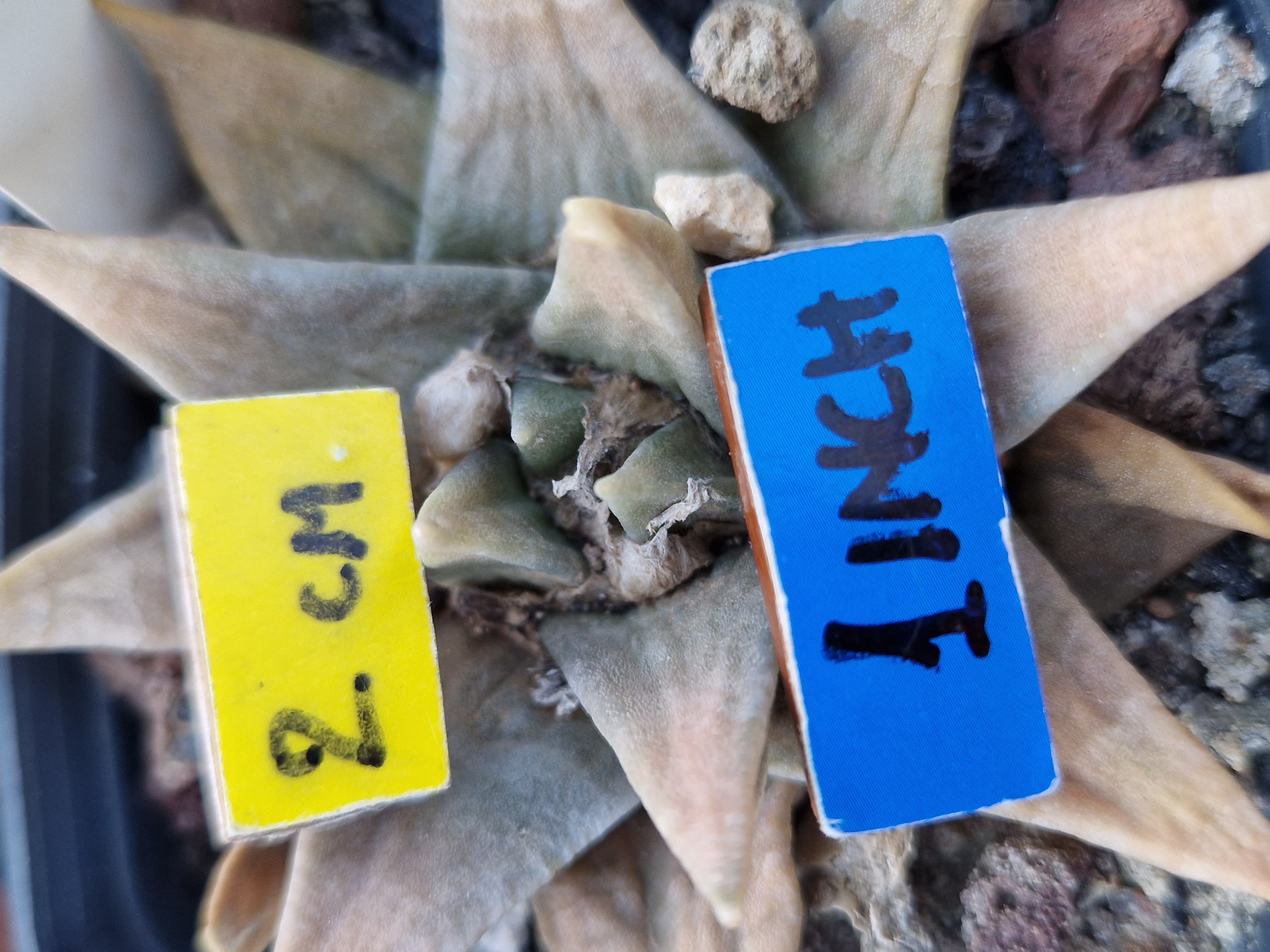 Ariocarpus confusus