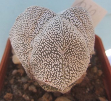 Astrophytum myriostigma cv onzuka tricostato