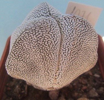 Astrophytum myriostigma cv onzuka tricostato