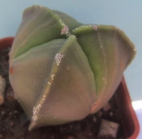 Astrophytum myriostigma nudum tricostato