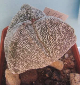 Astrophytum myriostigma tricostato