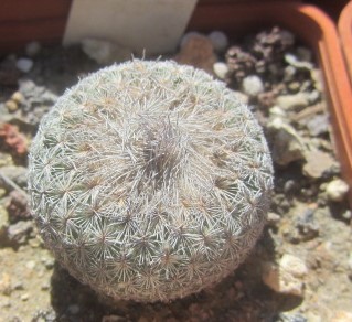 Epithelantha micromeris