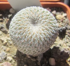 Epithelantha <br>micromeris