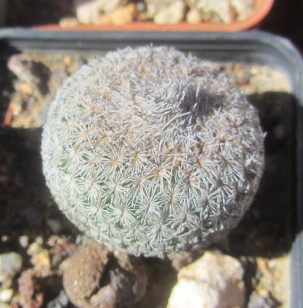 Epithelantha micromeris