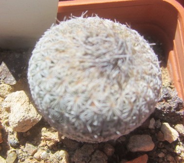 Epithelantha micromeris