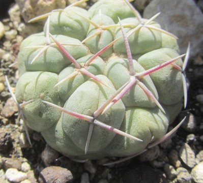 Thelocactus <br>hexaedrophorus