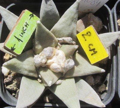 Ariocarpus <br>retusus furfuraces