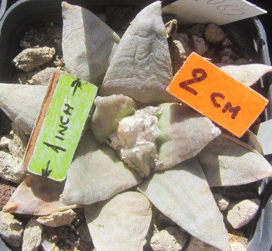 Ariocarpus <br>retusus furfuraces