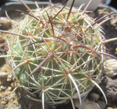 Coryphantha <br>salm-dyckiana 