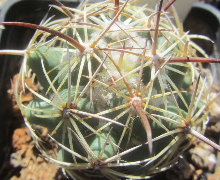 Coryphantha <br>salm-dyckiana 