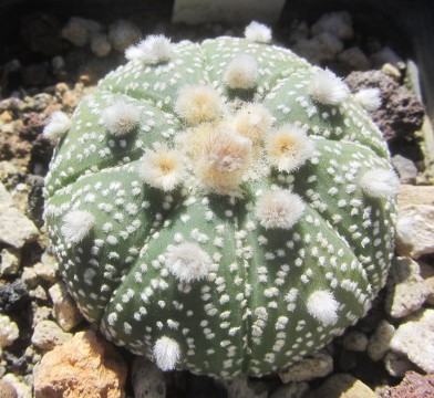 Astrophytum <br>asterias