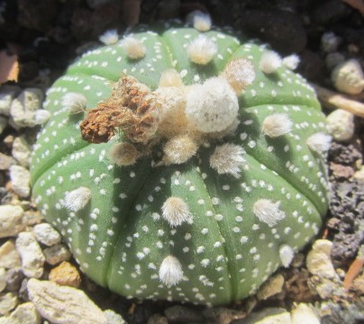 Astrophytum <br>asterias