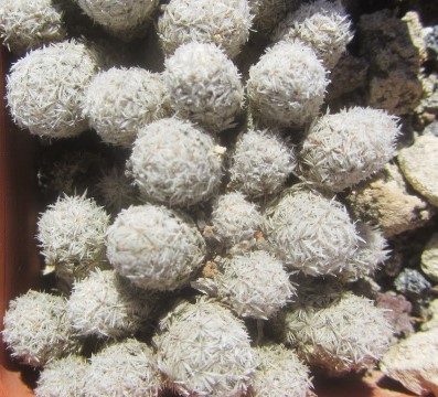 Escobaria snedii leii