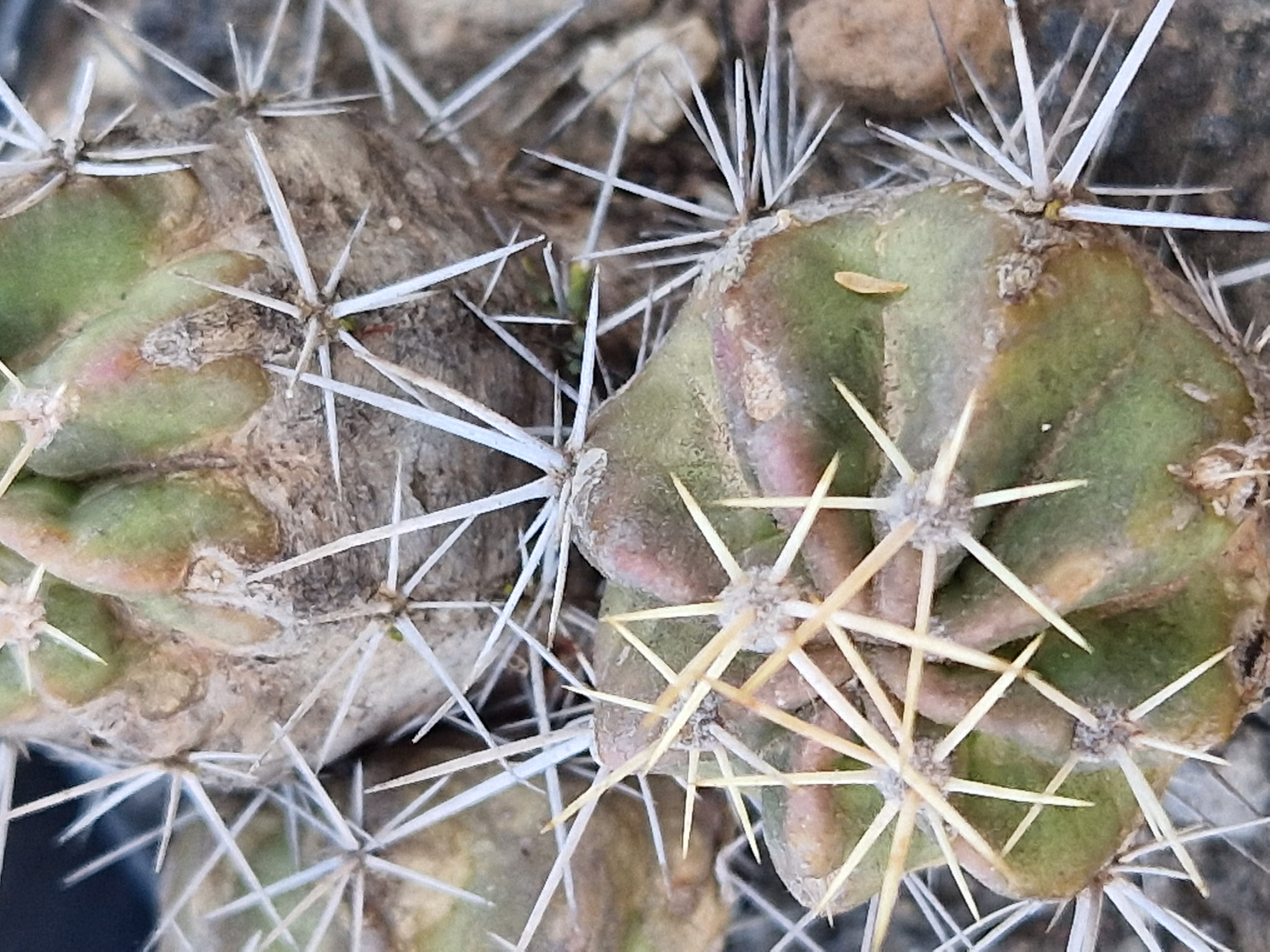 Echinocereus <br>maritimus 