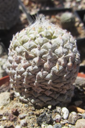 Encephalocarpus <br>strobiliformis 