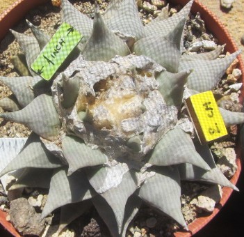 Ariocarpus <br>retusus furfuraces