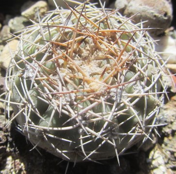 Acanthocalycium <br>thionanthum fma