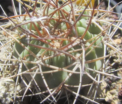 Acanthocalycium thionanthum fma