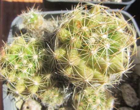 Escobaria <br>missuoriensis caespitosa