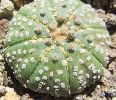 Astrophytum asterias kabuto