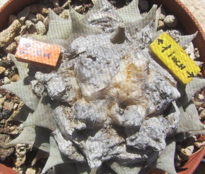 Ariocarpus <br>retusus furfuraces