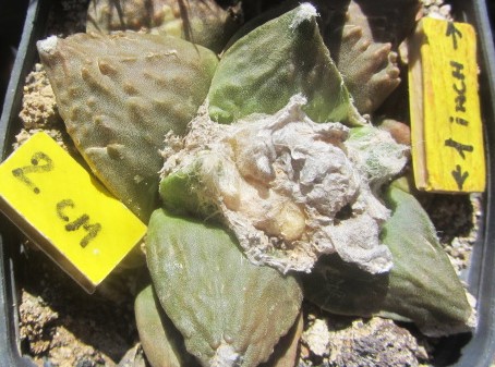 Ariocarpus <br>cv hint x furf