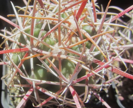 Ferocactus <br>gracilis gatesi