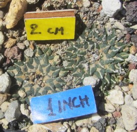Ariocarpus <br>kotschoubeyanus