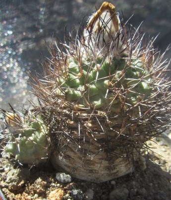 Turbinicarpus hybrid