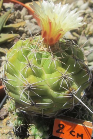 Thelocactus leucacanthus 
