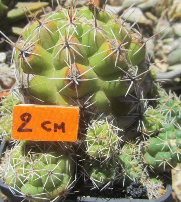 Thelocactus leucacanthus 
