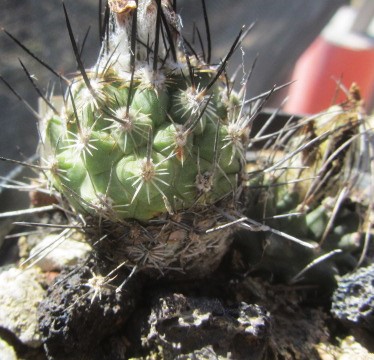 Turbinicarpus cv hybrid