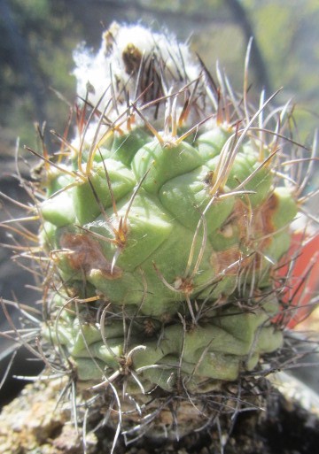 Turbinicarpus gieldorfianus fma