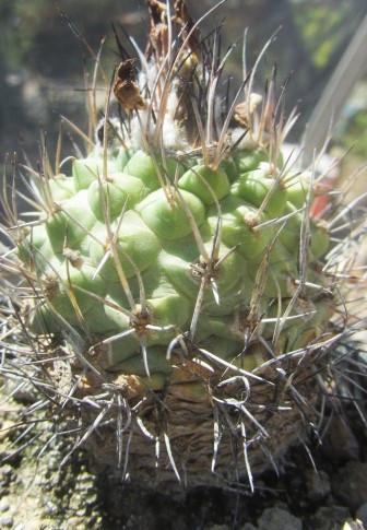 Turbinicarpus gieldorfianus fma