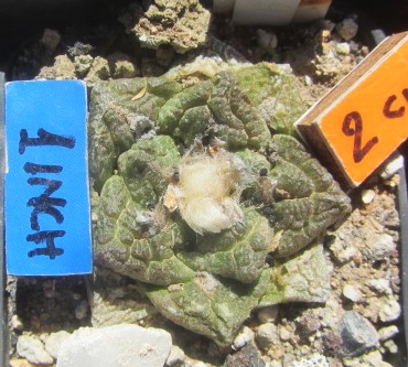 Ariocarpus <br>fissuratus
