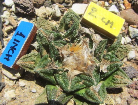 Ariocarpus <br>bravoanus hintoni