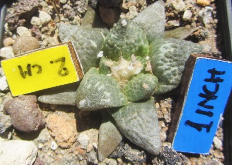 Ariocarpus <br>cv hybrid f1 fiss x furf