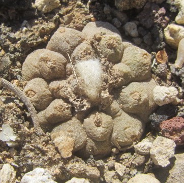 Copiapoa <br>hypogaea