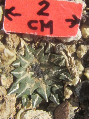 Ariocarpus <br>kotschoubeyanus