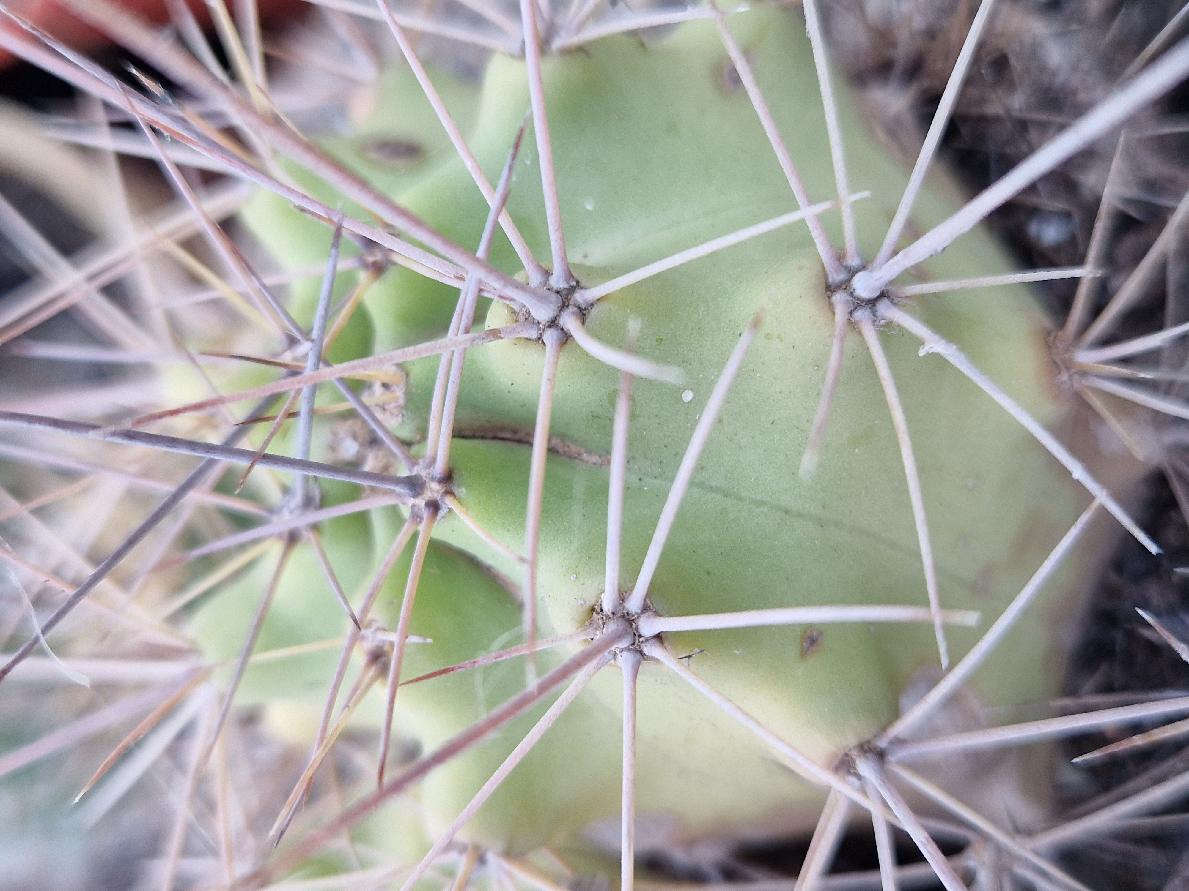 Echinocereus <br>roemeri 