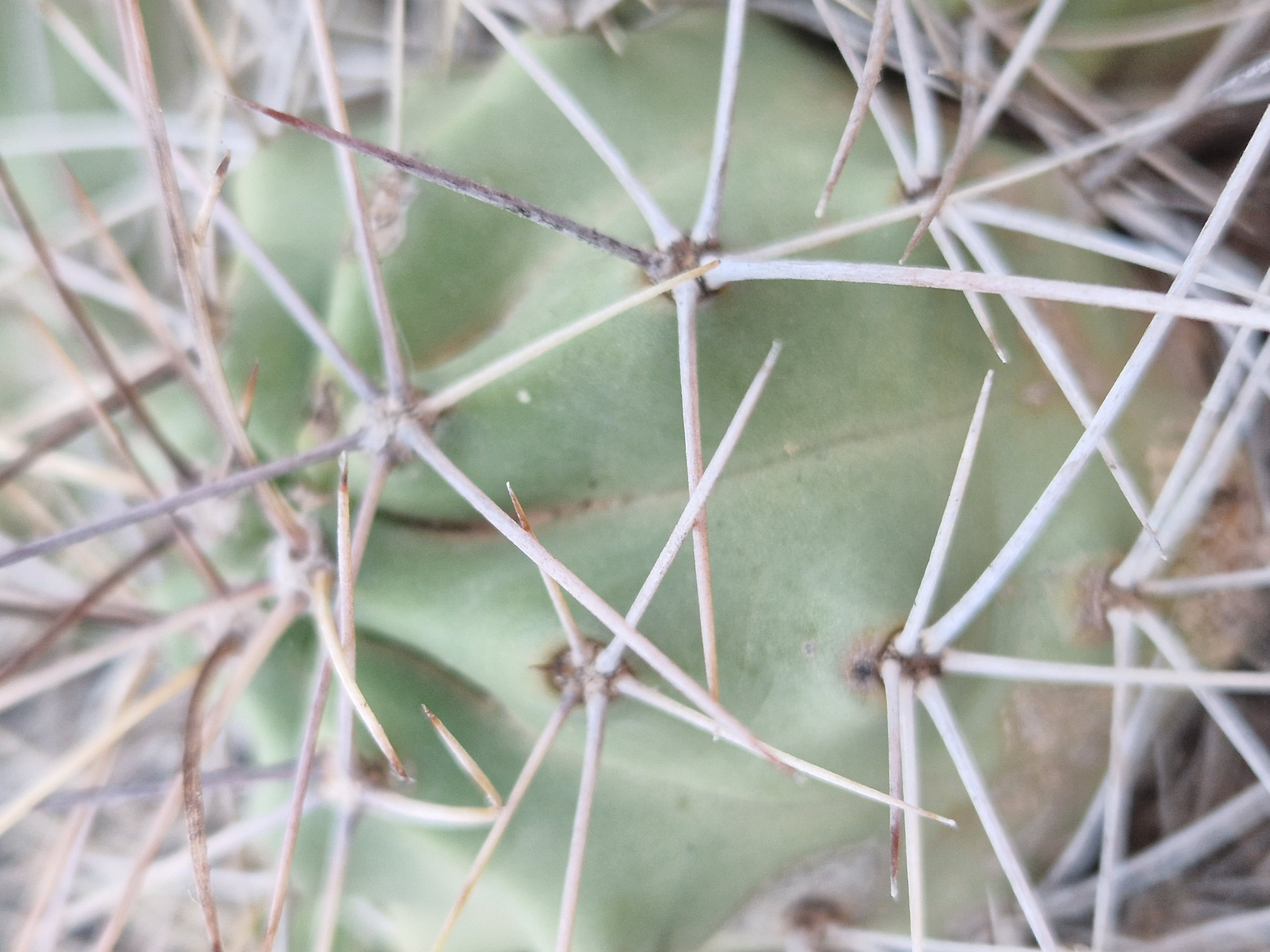 Echinocereus triglochidiatus gonacanthus 