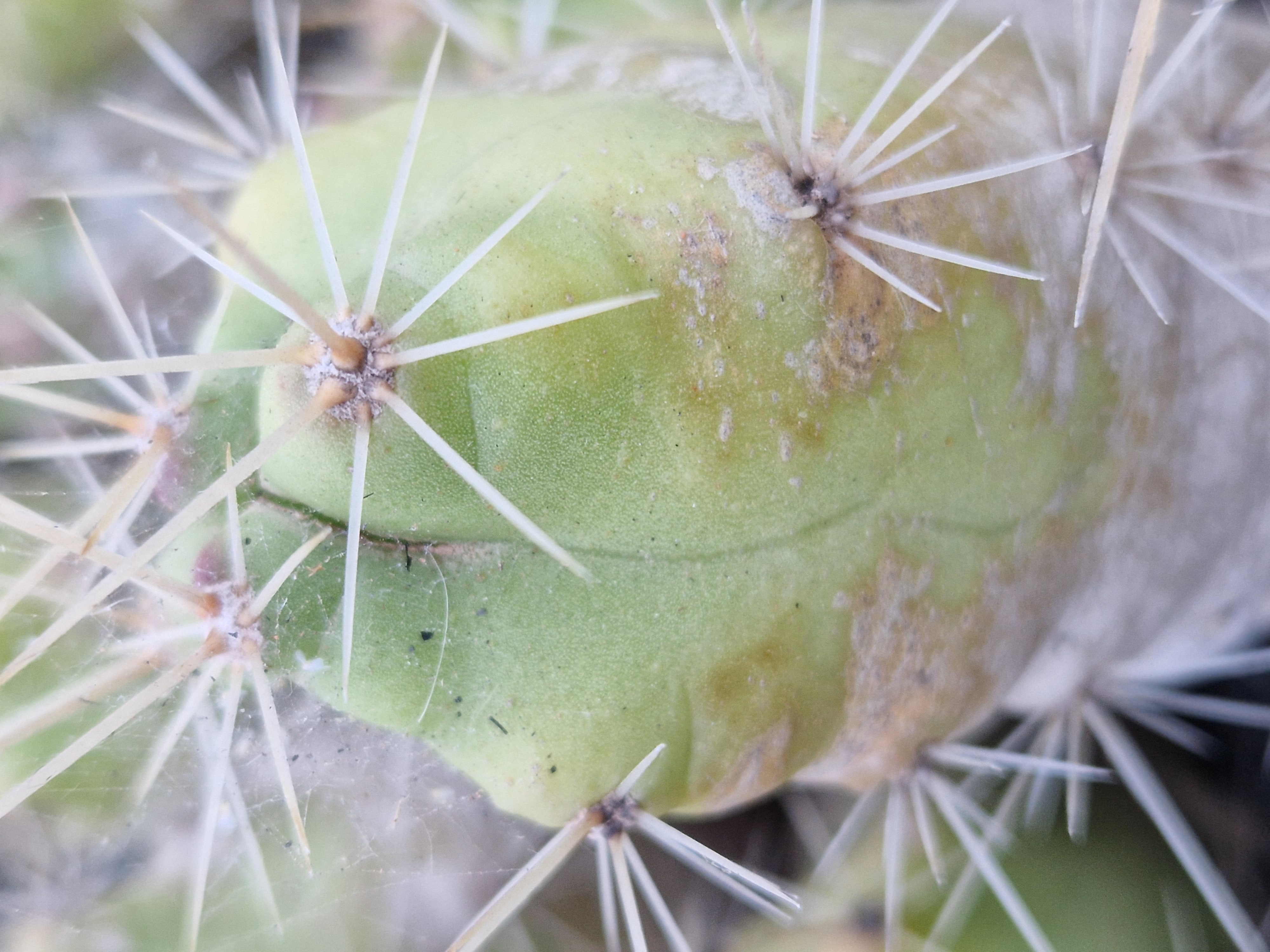 Echinocereus <br>enneacanthus f. tula 