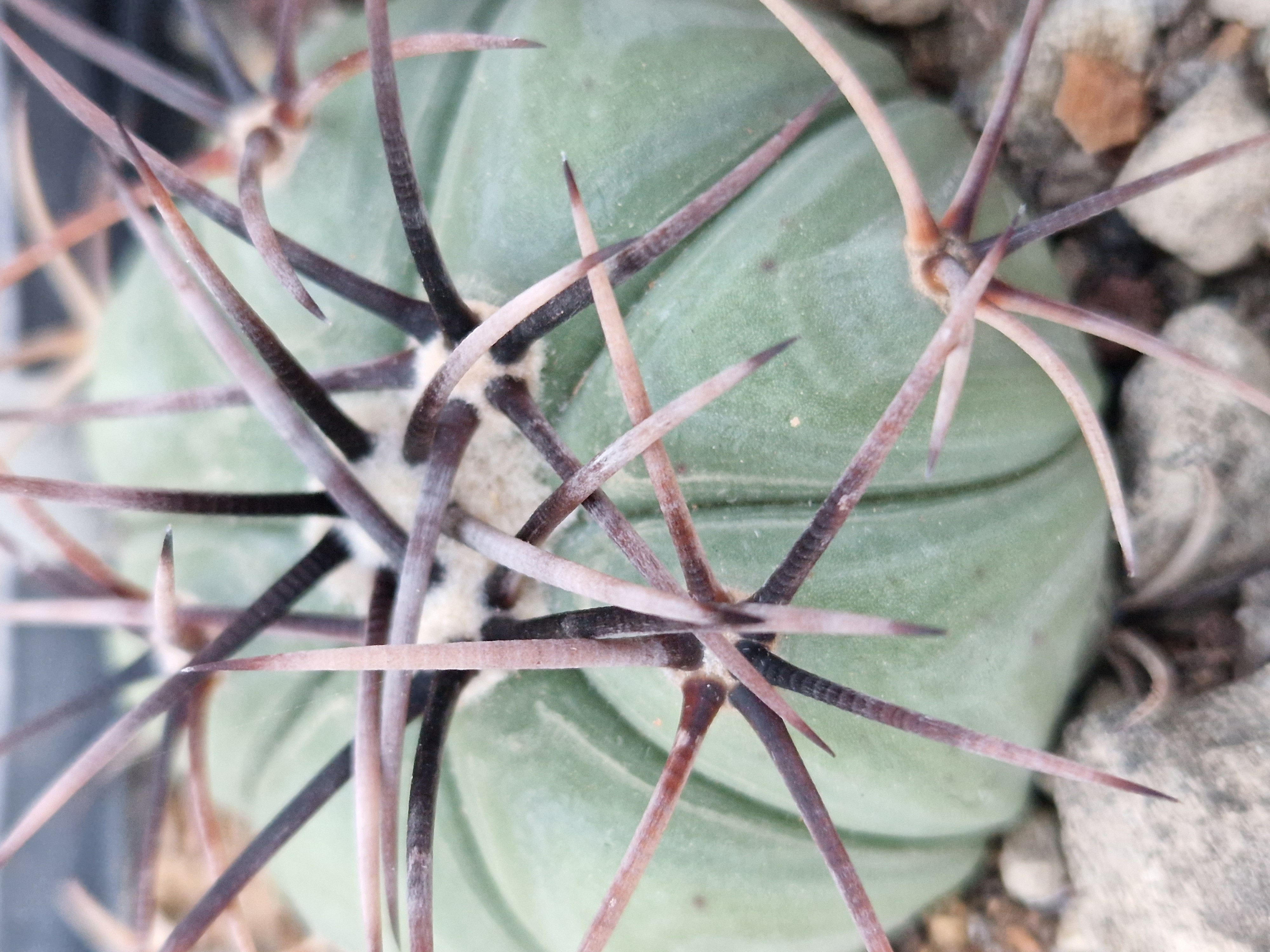 Echinocactus <br>horizonthalonius